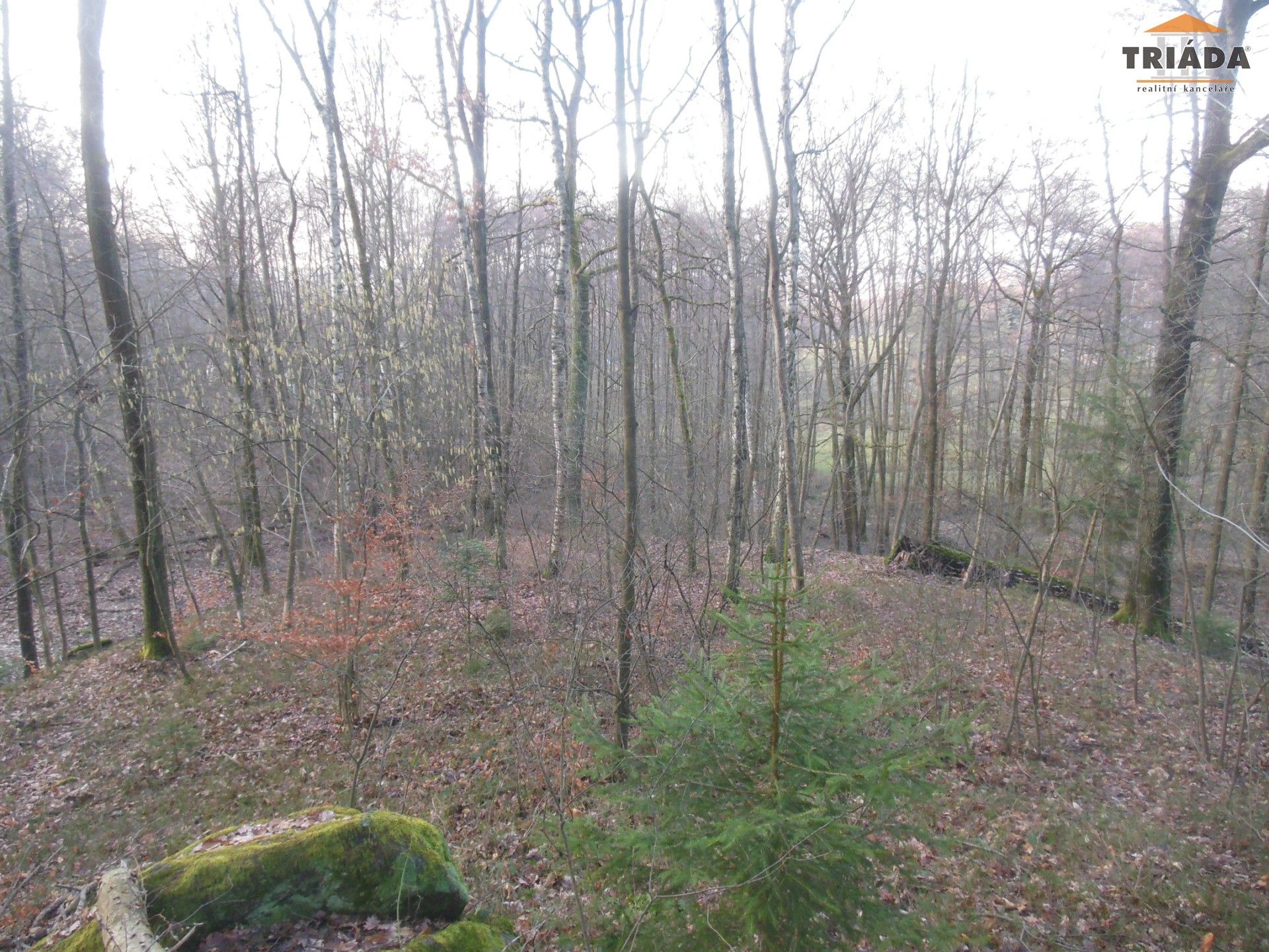 Prodej les - Turnov, 5 193 m² - 5