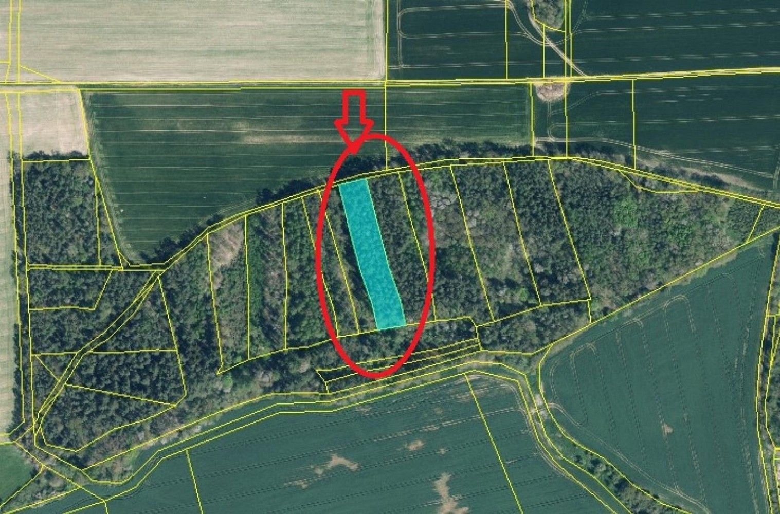 Prodej les - Kanice - Veselé, okres Domažlice, Plzeňský kraj - 5