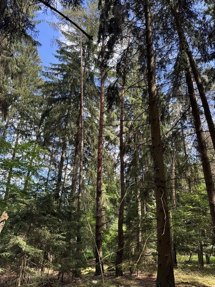 Prodej les - Nýřany, okres Plzeň-sever, Plzeňský kraj - 5