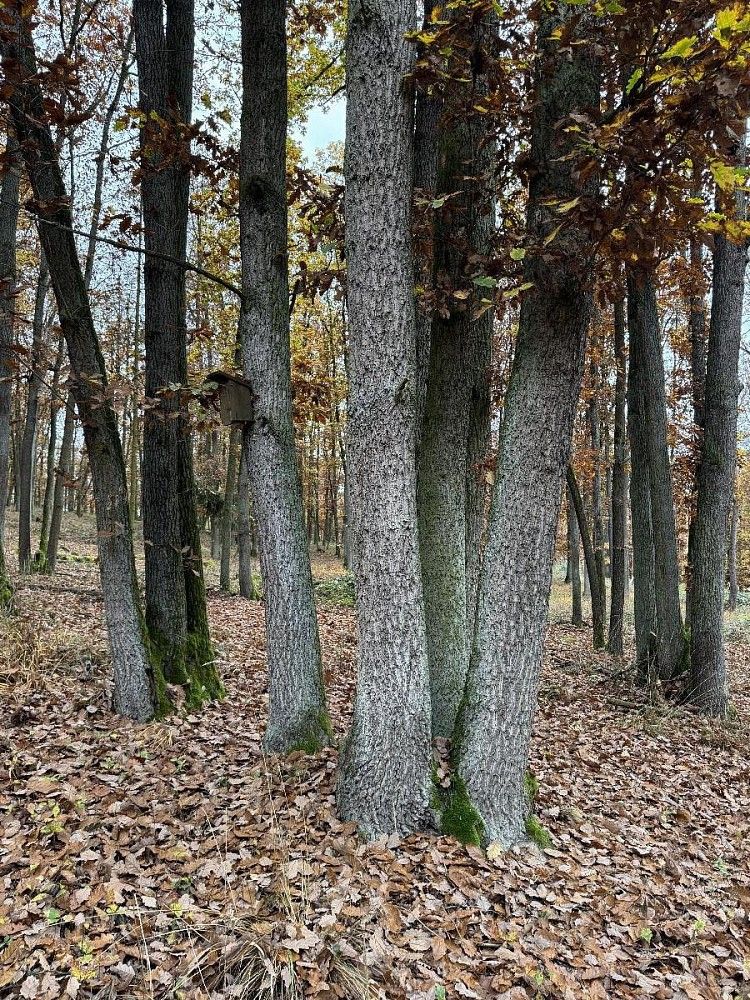Prodej pozemek - Dolní Lukavice - Nýřany - 5