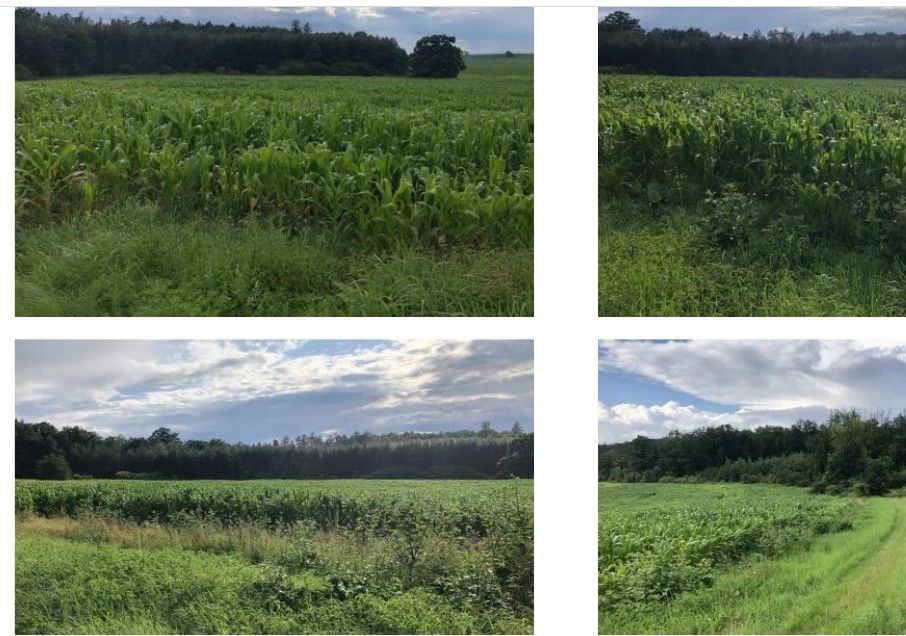 Prodej pozemek pro bydlení - Třebechovice pod Orebem, 503 46