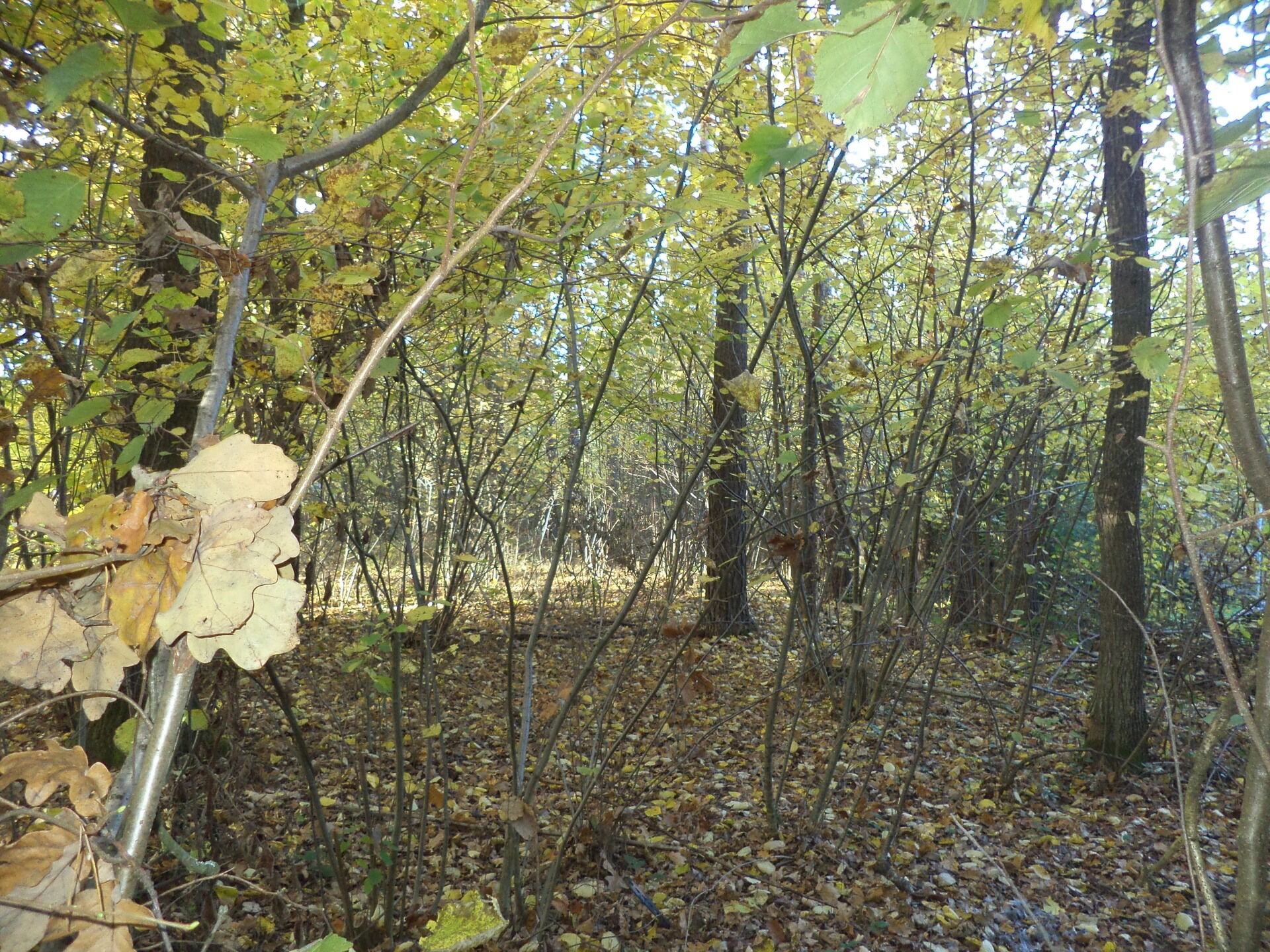 Louka · 2 102 m² · Římov Dolní Stropnice - 4
