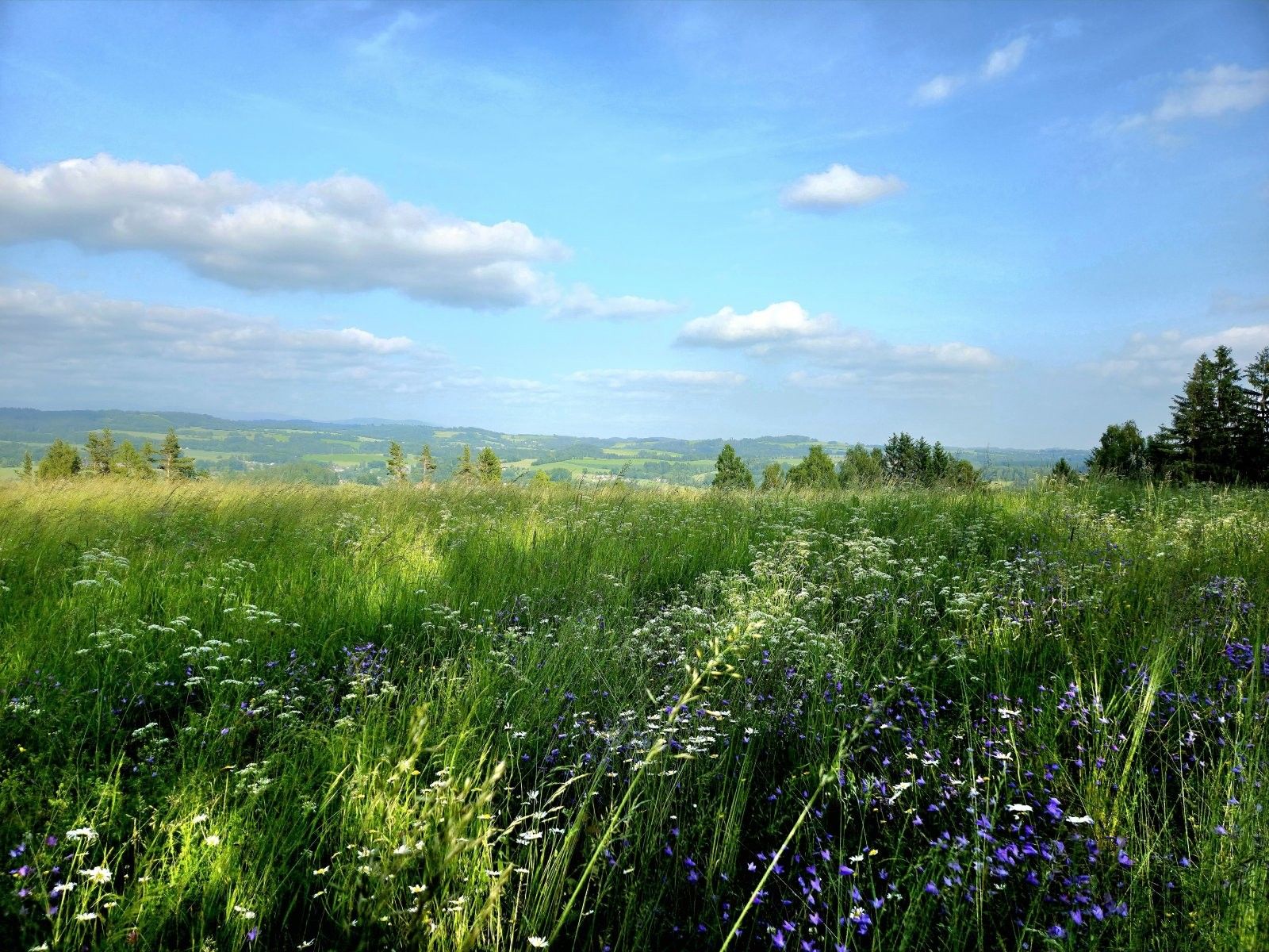 Louka · 10 451 m² · Vlastiboř - 3
