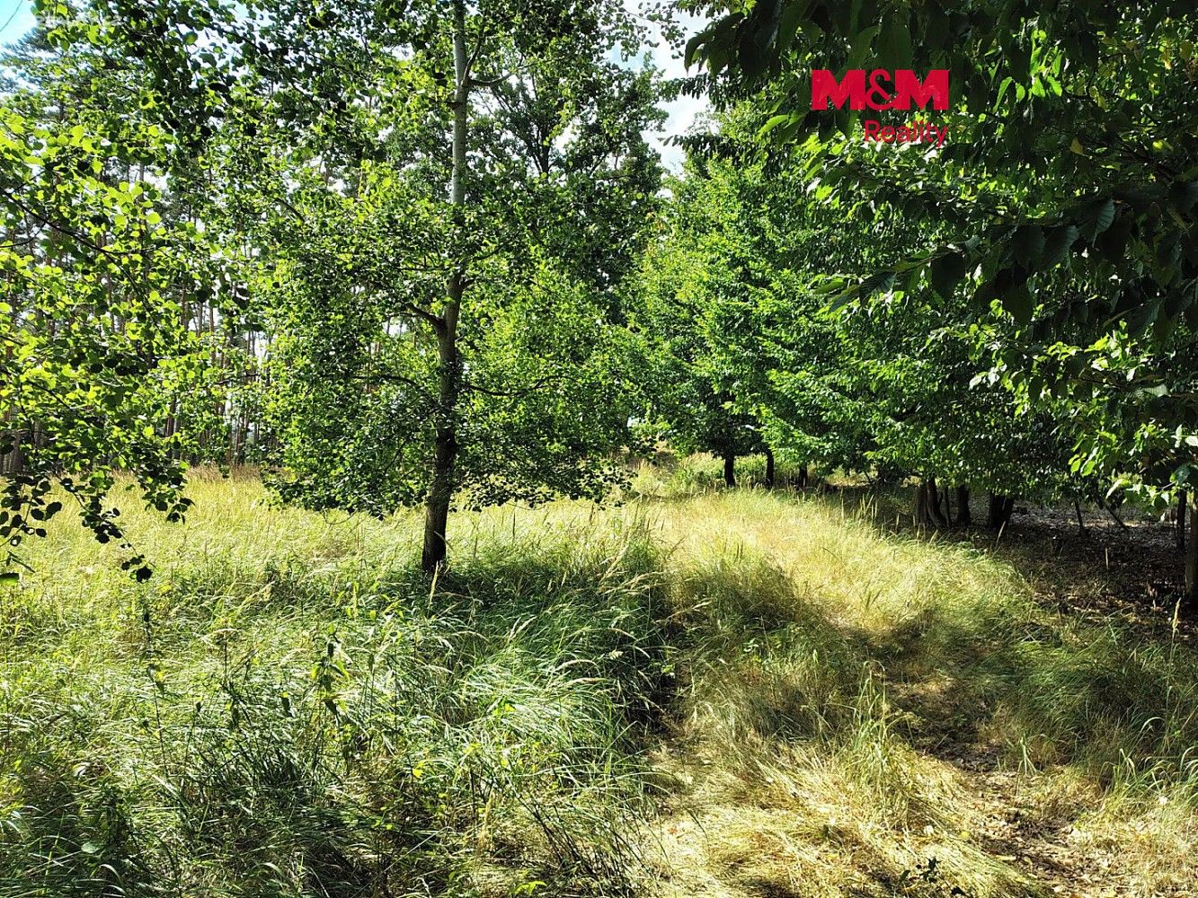 Lesy, Kozlany, okres Třebíč, Kraj Vysočina - 1