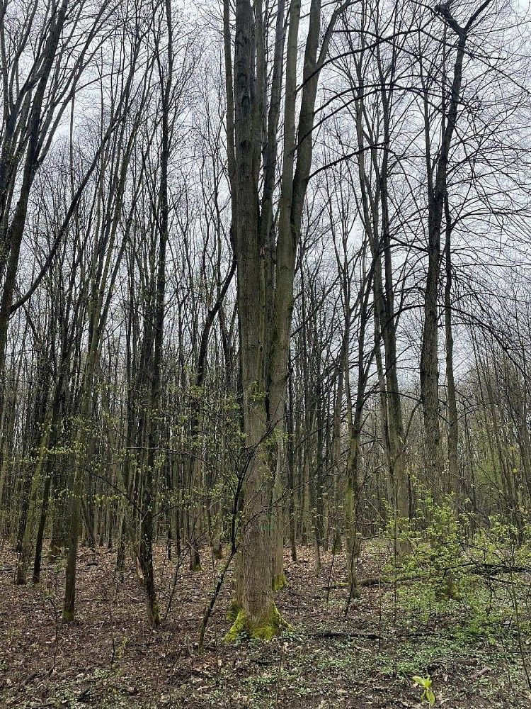 Prodej les - Rybitví - Nýřany, okres Pardubice, Pardubický kraj - 5