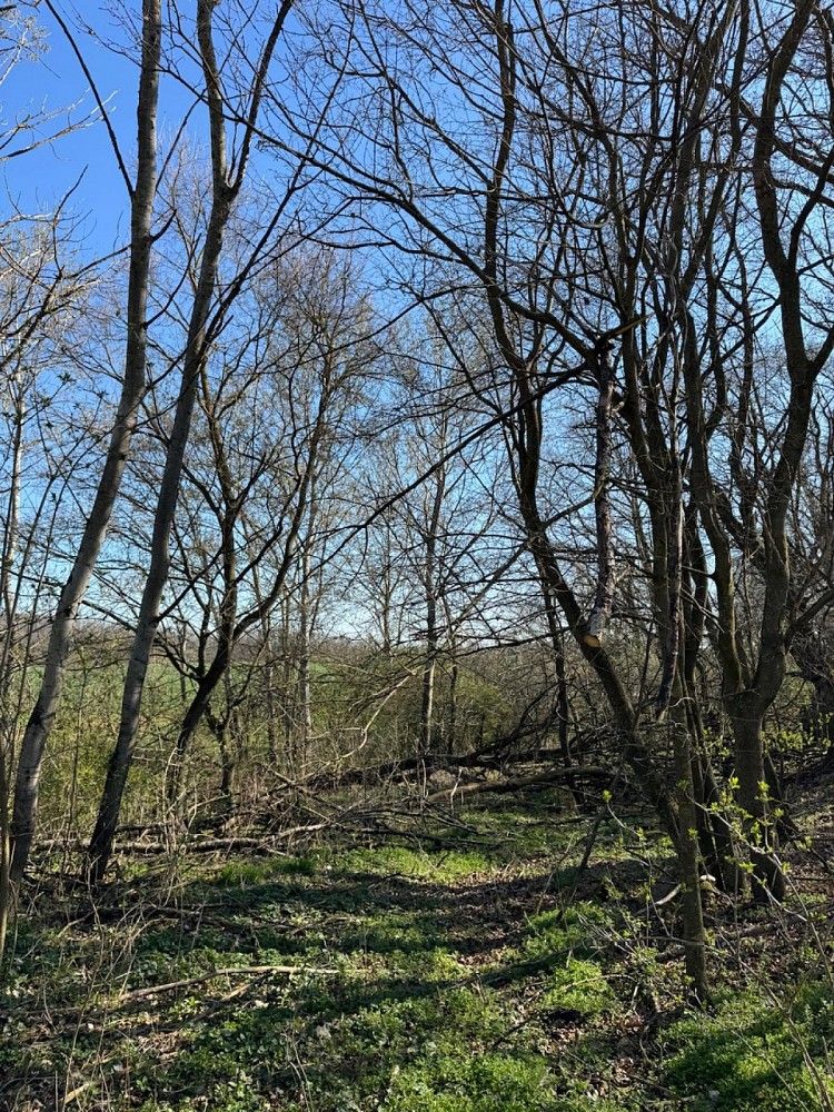 Prodej pozemek - Černín - Horní Bříza, okres Znojmo, Jihomoravský kraj - 2