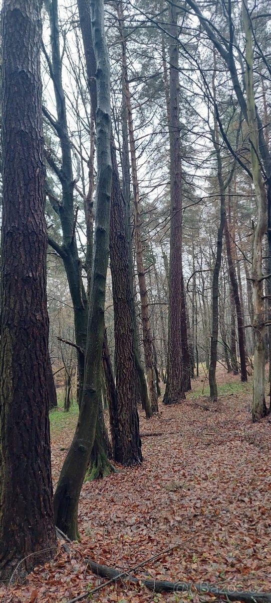 Pozemky pro bydlení, Slavičín, 763 21