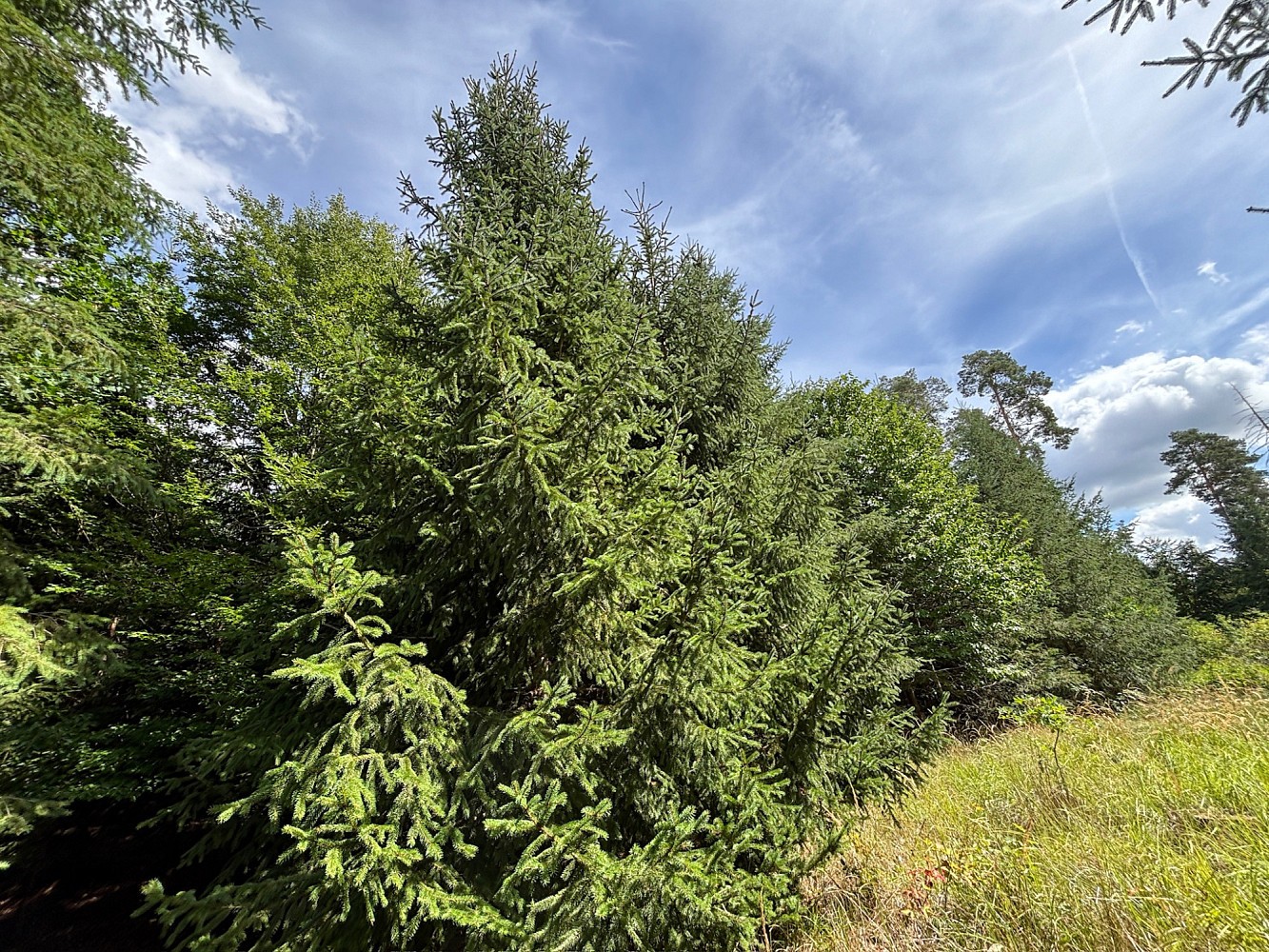Prodej les - Jickovice, okres Písek - 5