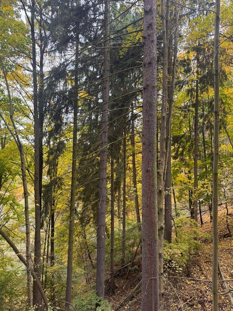 Prodej les - Přísečná - Nemojany - 5
