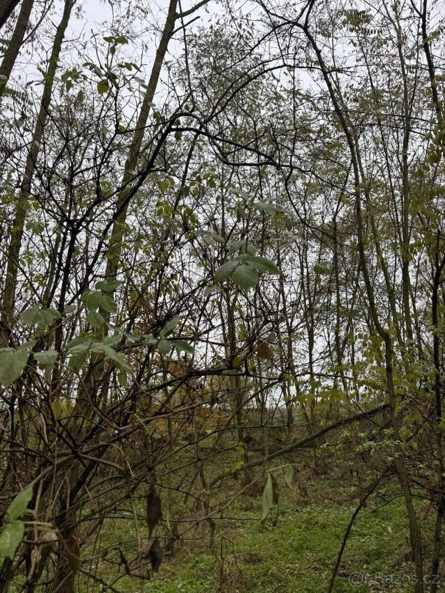 Prodej pozemek pro bydlení - Štětí, 411 08