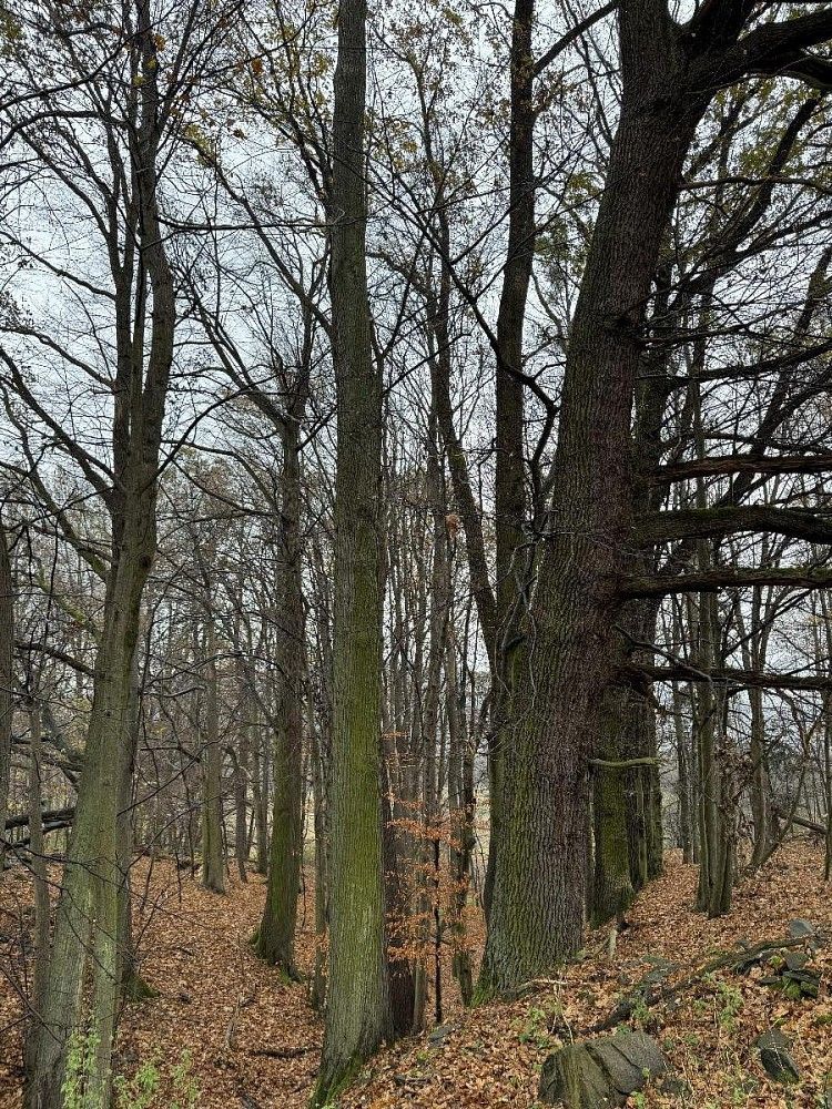 Lesy, Heřmánky - Brodeslavy - 1