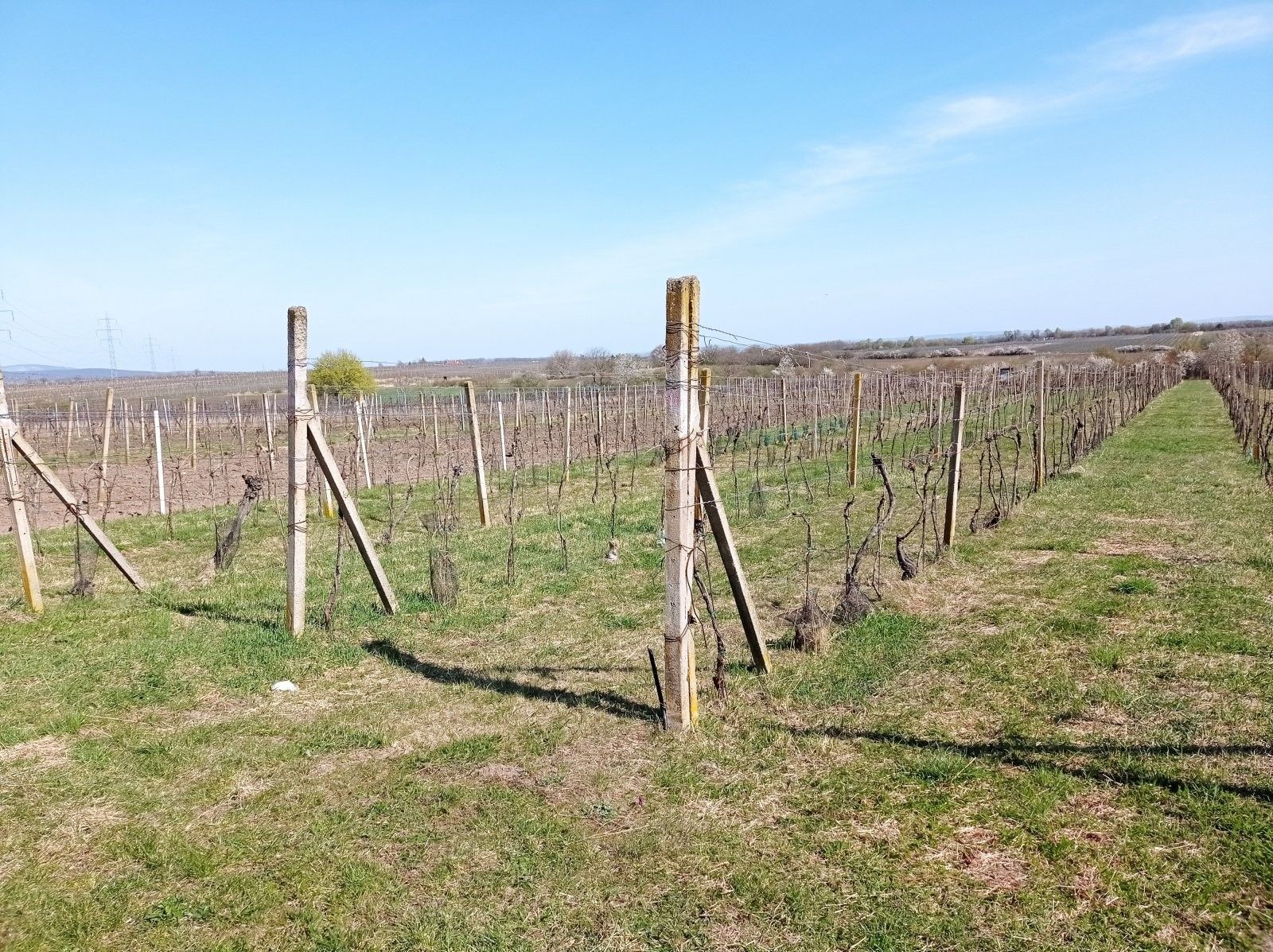 Prodej pozemek - Valtice, 2 818 m² - 5