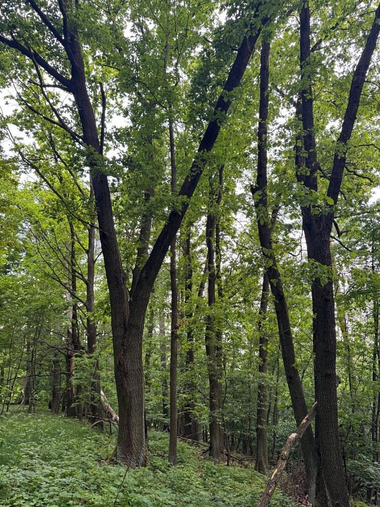 Les · Kuks - Dobříč, okres Trutnov, Královéhradecký kraj - 4