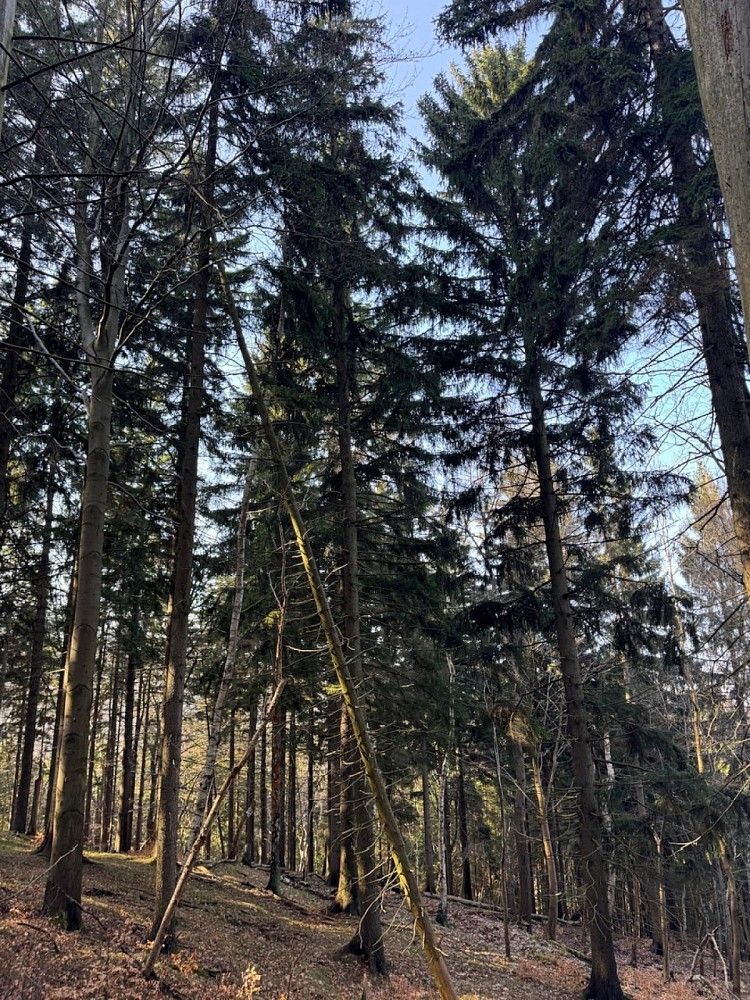 Les · Proseč pod Ještědem - Milonice, okres Liberec, Liberecký kraj - 4