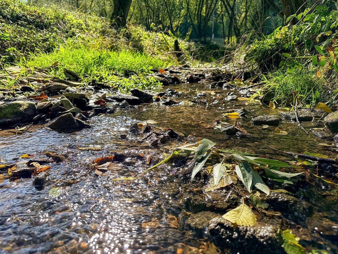 Pozemky pro bydlení, Řepníky - Popovec, okres Ústí nad Orlicí - 2
