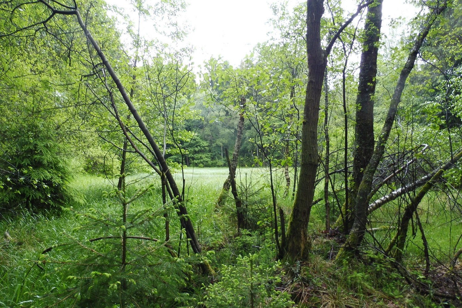 Les · Nová Bystřice - 4