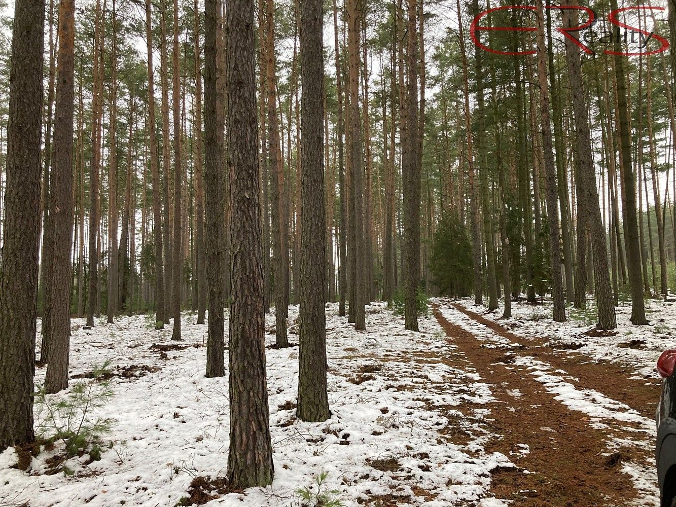 Les · Plužná, okres Mladá Boleslav, Středočeský kraj - 4
