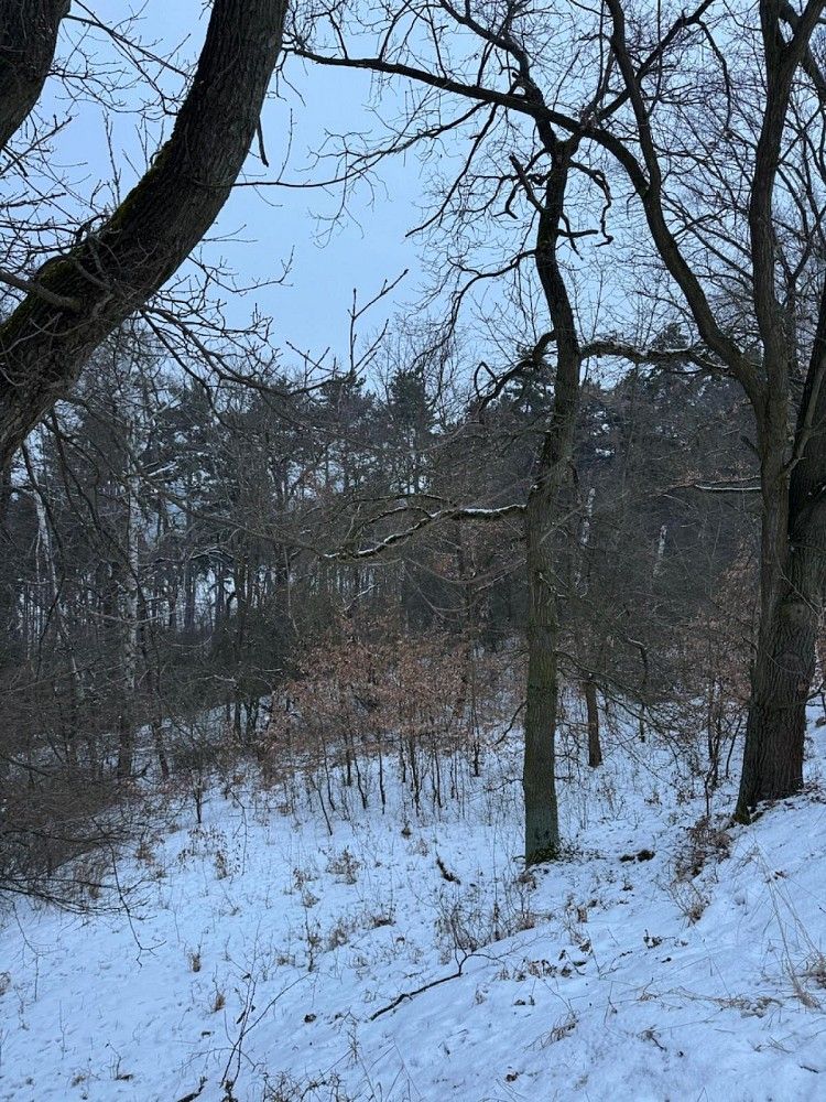 Les · Holubice - Rybniště - 4