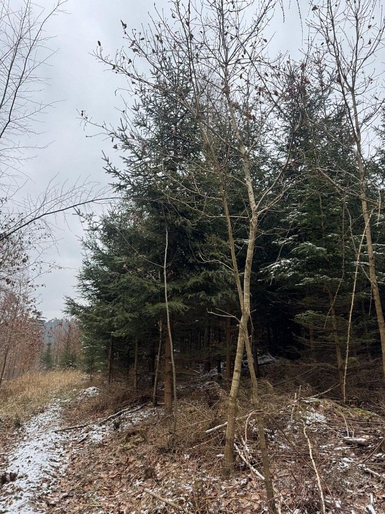 Prodej les - Ublo - Nová Huť, okres Zlín, Zlínský kraj - 5