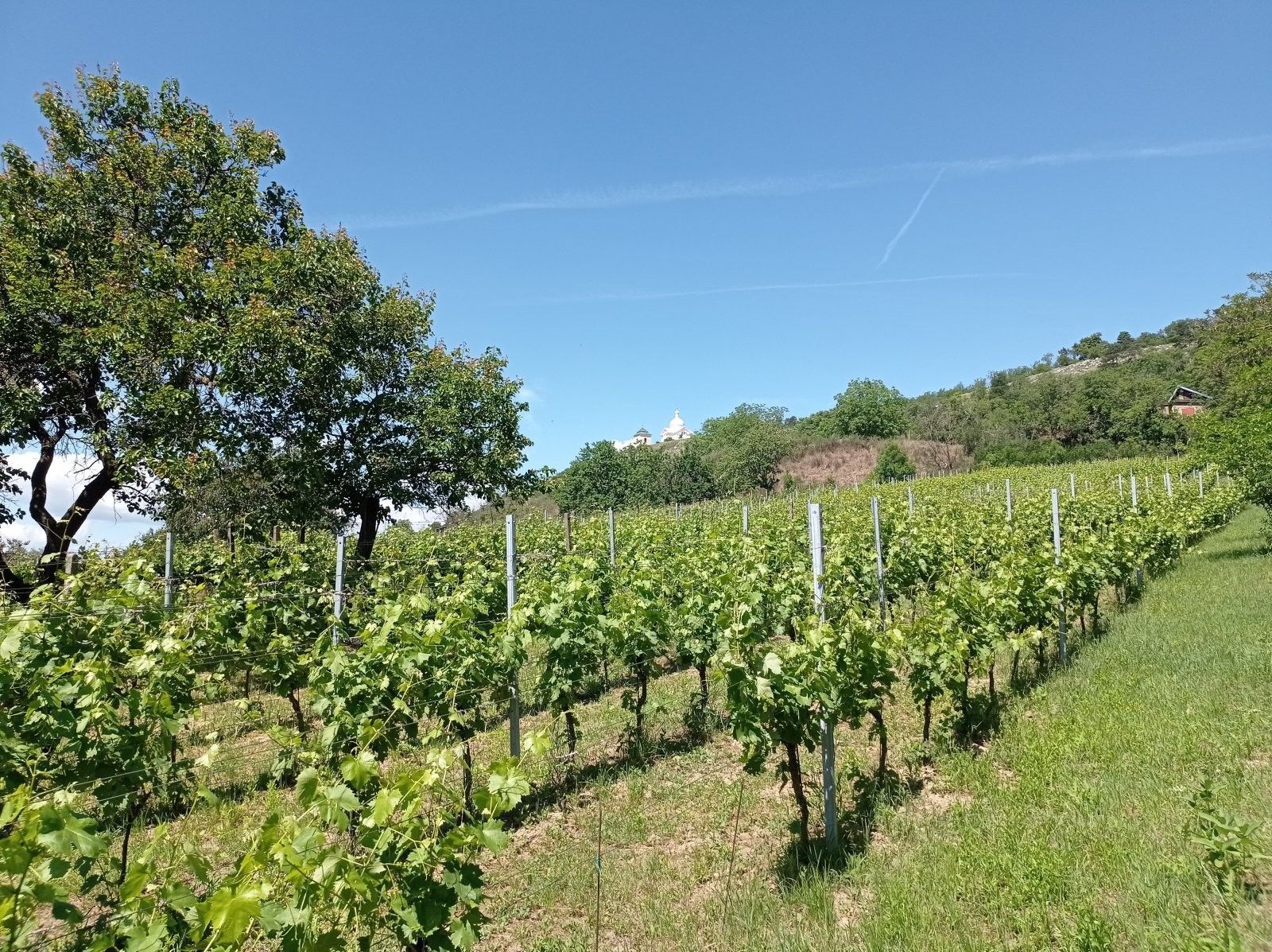 Pozemek · 3 460 m² · Zlámalova 502, Mikulov - 4