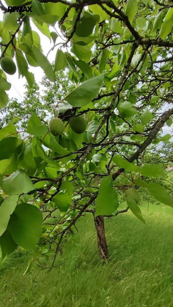 Zahrada · Vážany nad Litavou, okres Vyškov, Jihomoravský kraj - 4