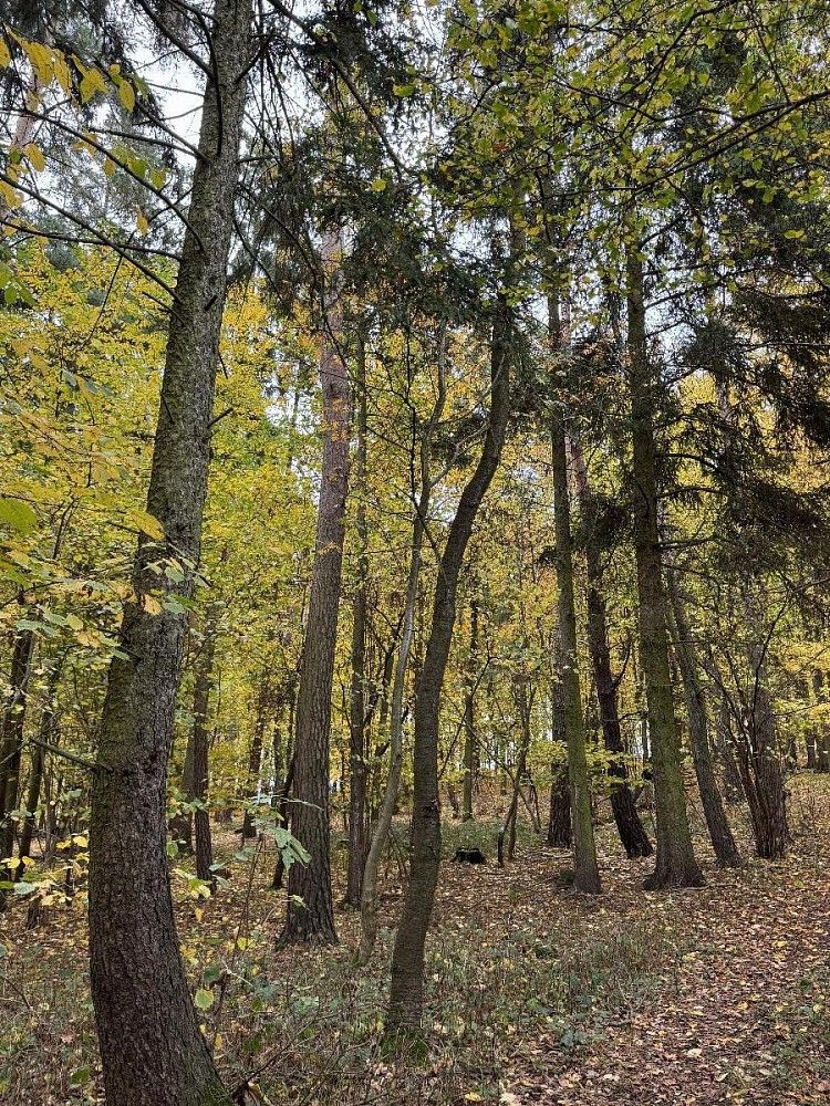Les, 4 154 m²