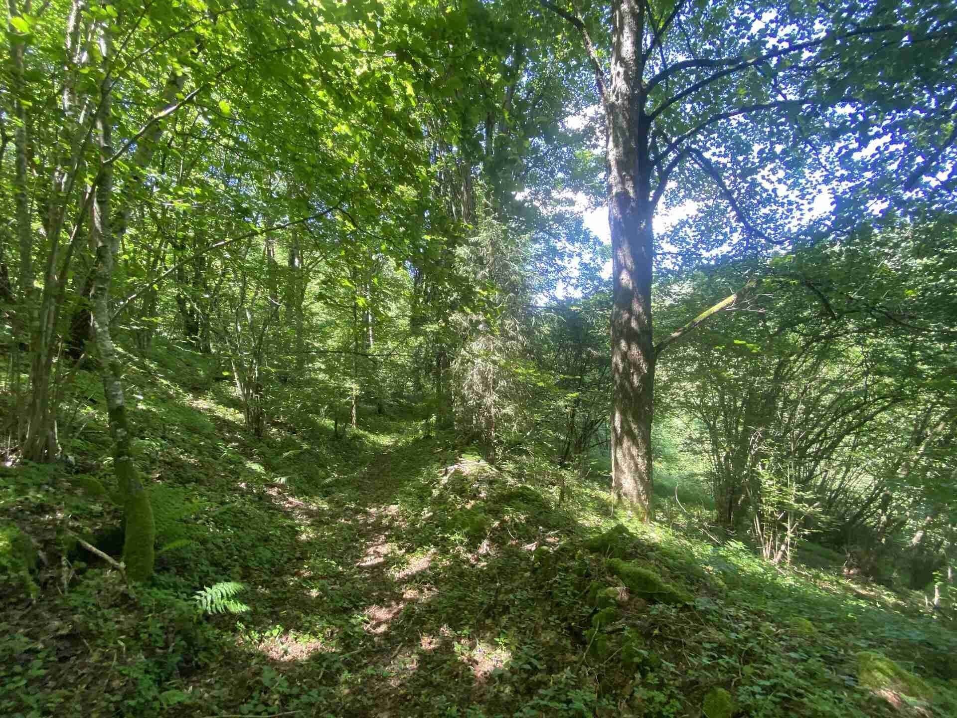 Pozemek · 3 924 m² · Hartmanice - 3