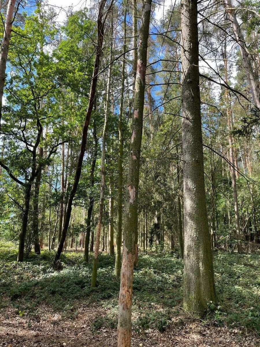 Lesy, Staňkov, 345 61, 2 423 m²