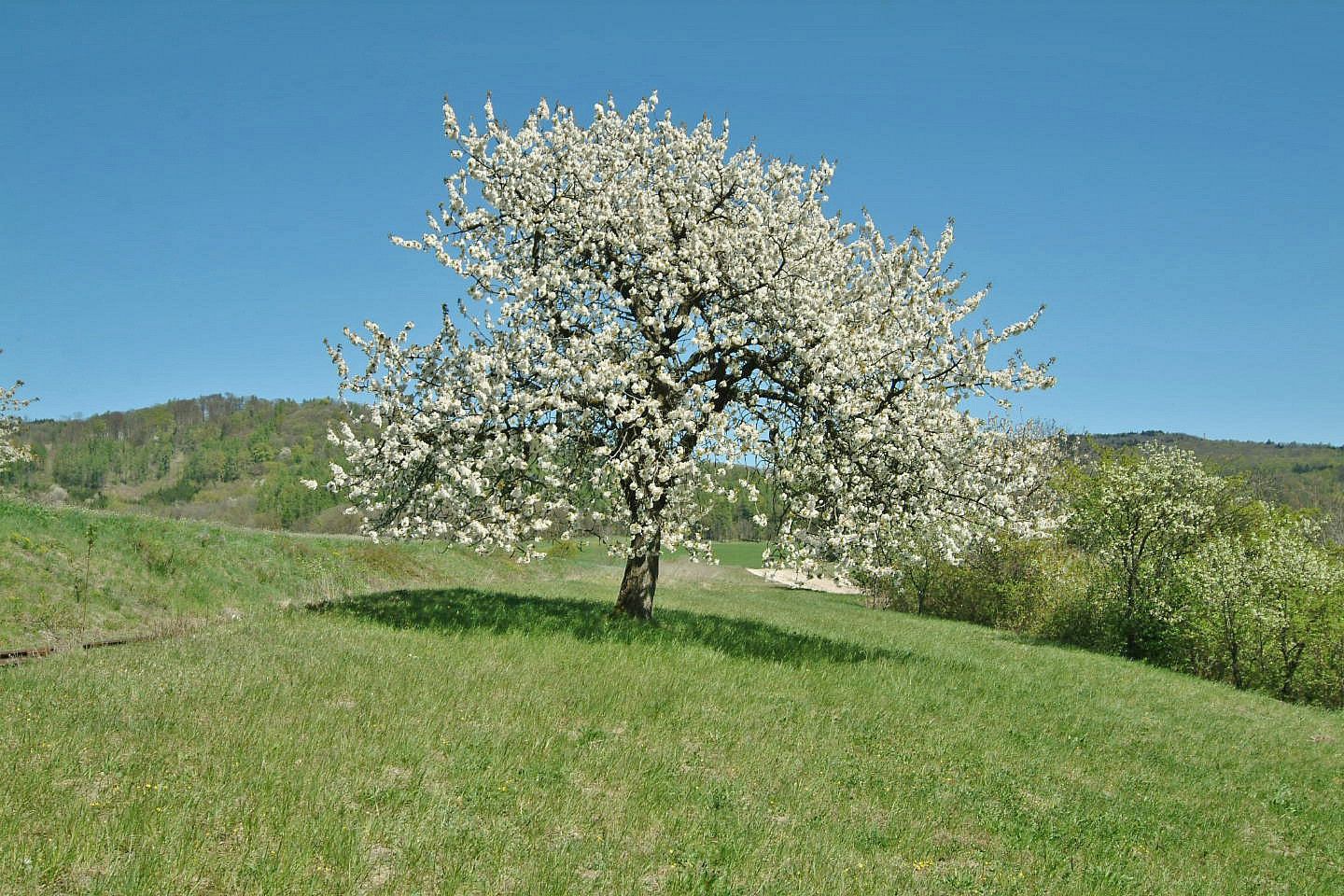 Louka · Kněžnice, okres Jičín, Královéhradecký kraj - 4