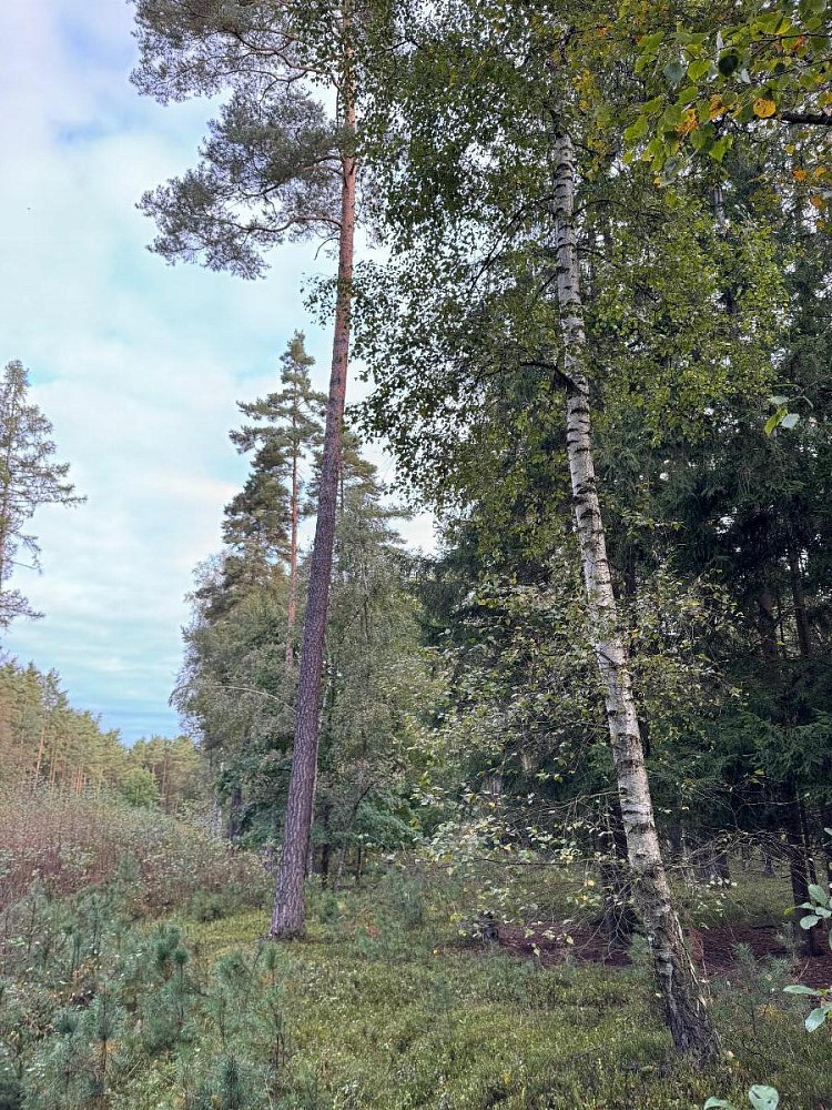 Les · Ločenice - Velešovice - 4