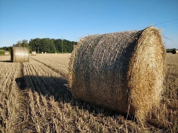 Pozemky pro bydlení, Strunkovice nad Blanicí, 384 26