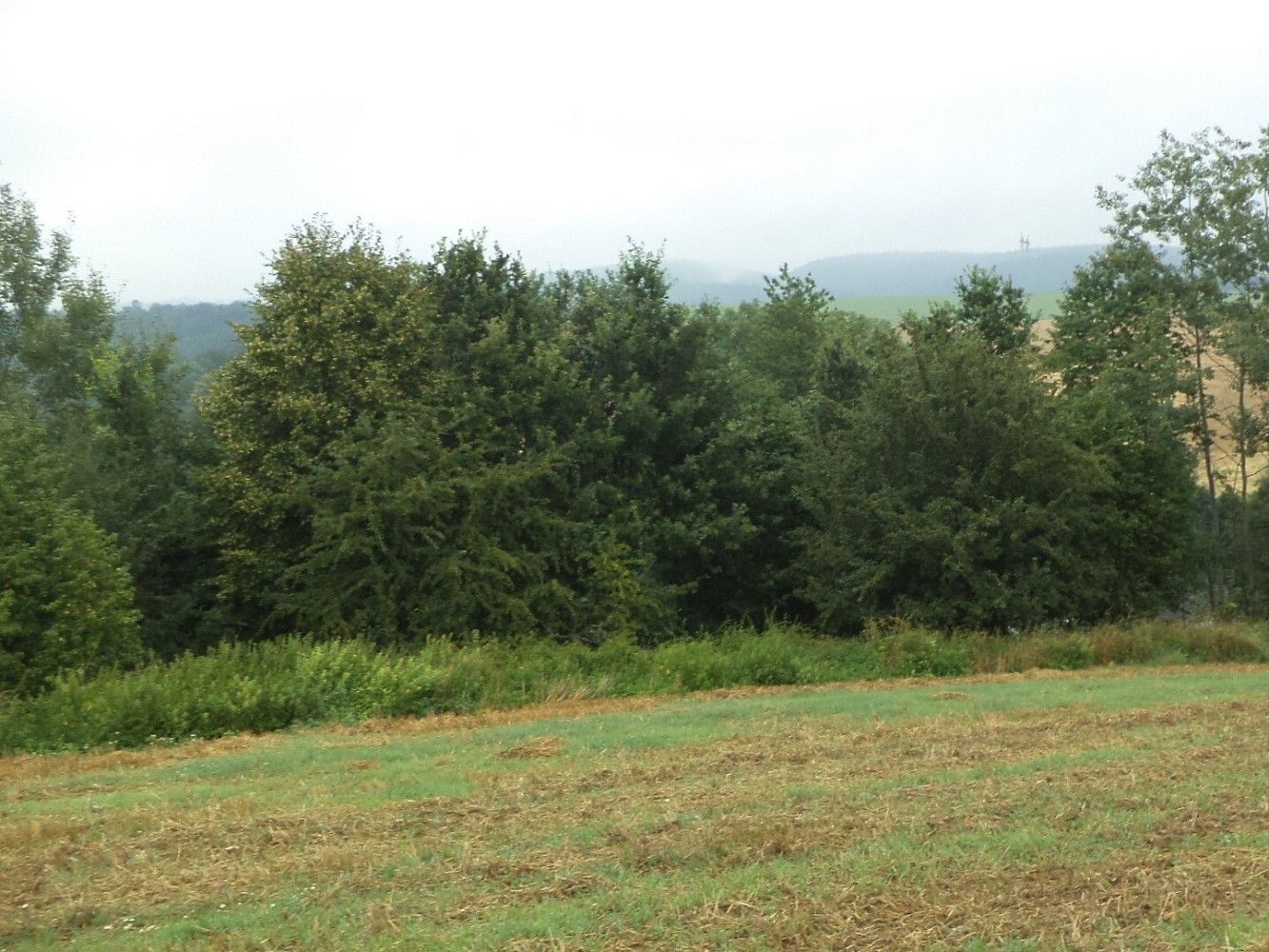 Prodej louka - Radkov, okres Svitavy, Pardubický kraj - 2