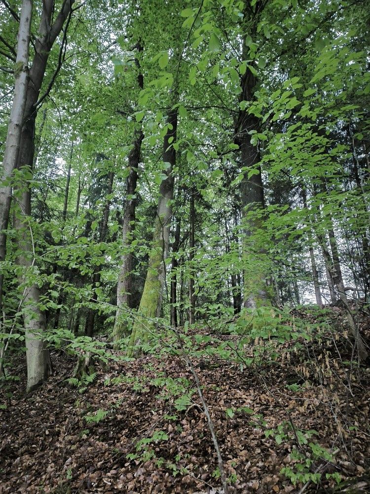 Lesy, Horní Studénky - Drnovice - 2