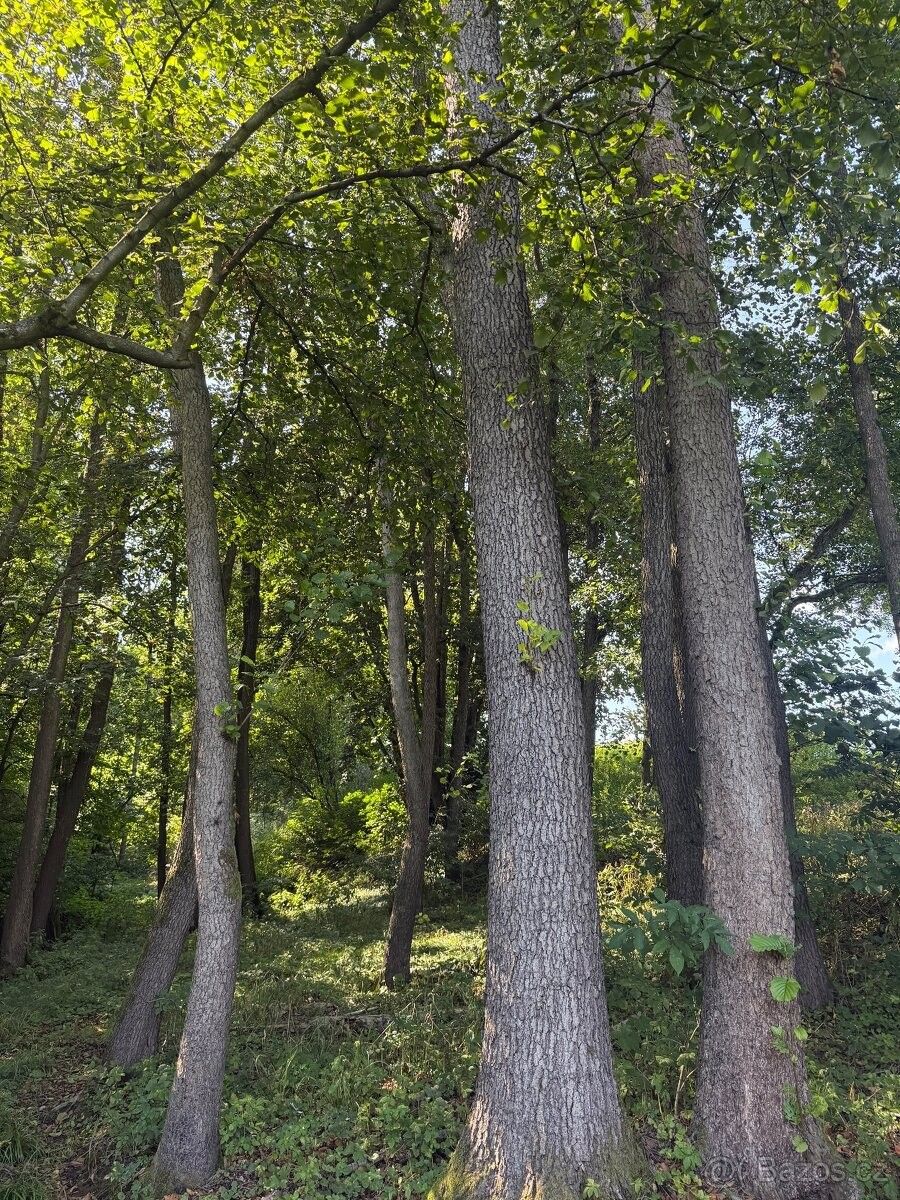 Pozemky pro bydlení, Všechovice, 753 53 - 2