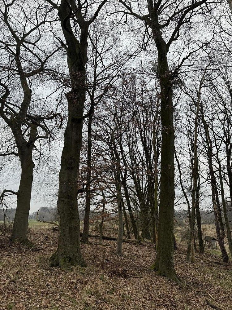 Prodej les - Nýřany, okres Plzeň-sever, Plzeňský kraj - 2