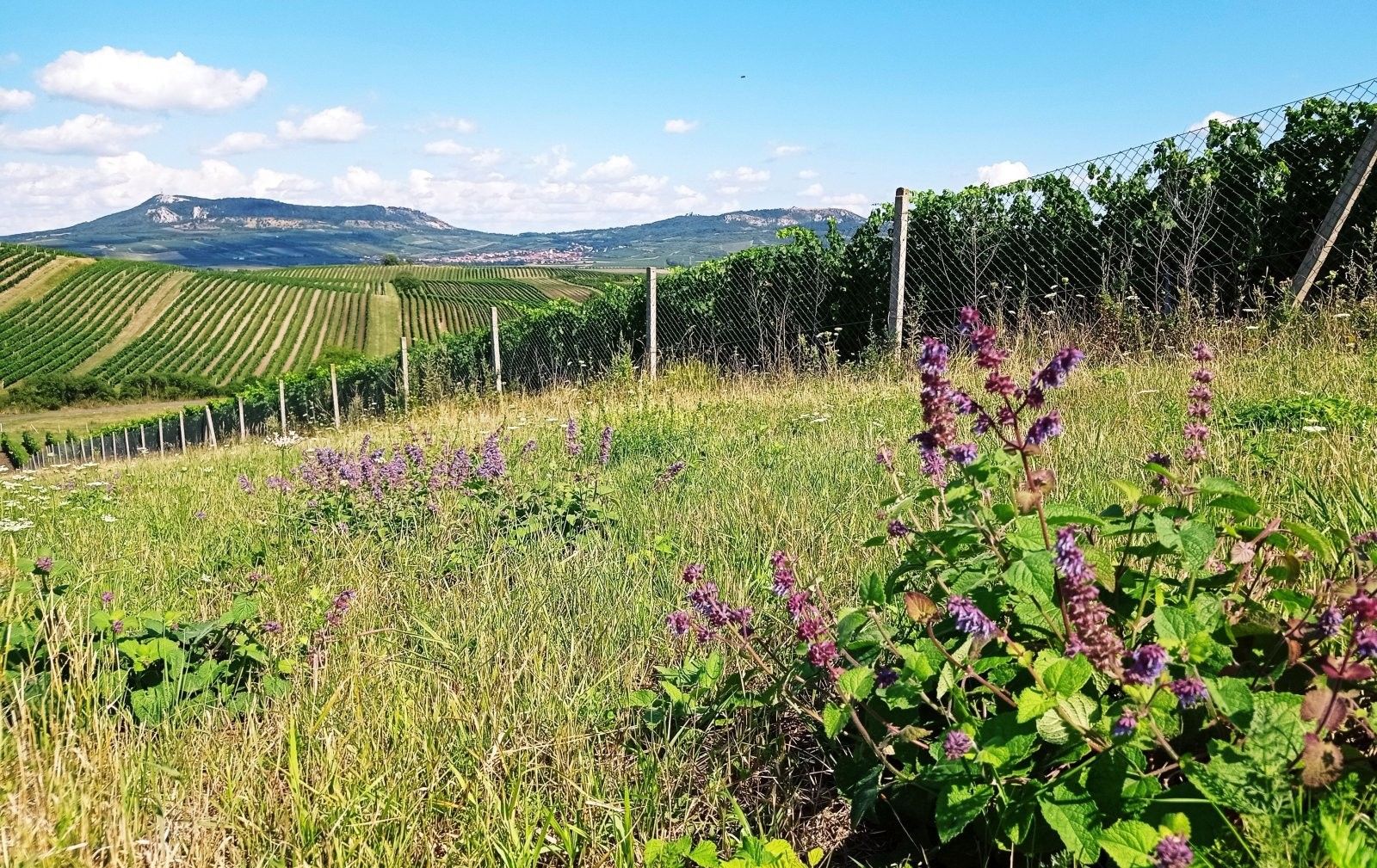 Prodej pozemek - Hlavní 88, Dolní Dunajovice, 90 769 m² - 5