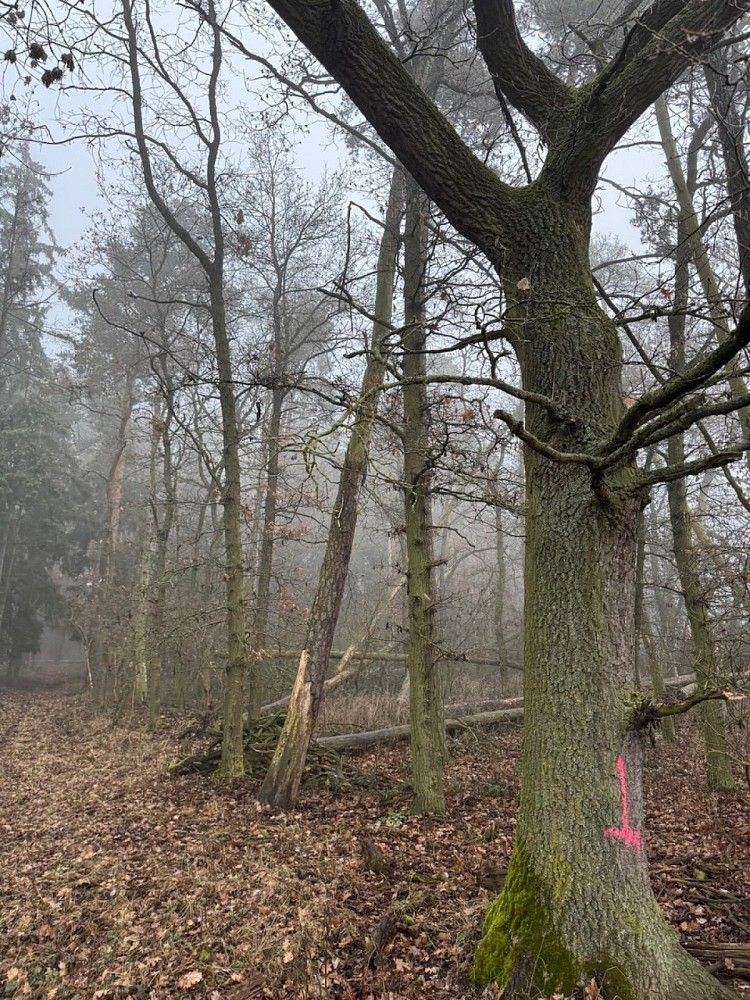 Lesy, Hradiště - Nýřany, okres Domažlice, Plzeňský kraj - 2