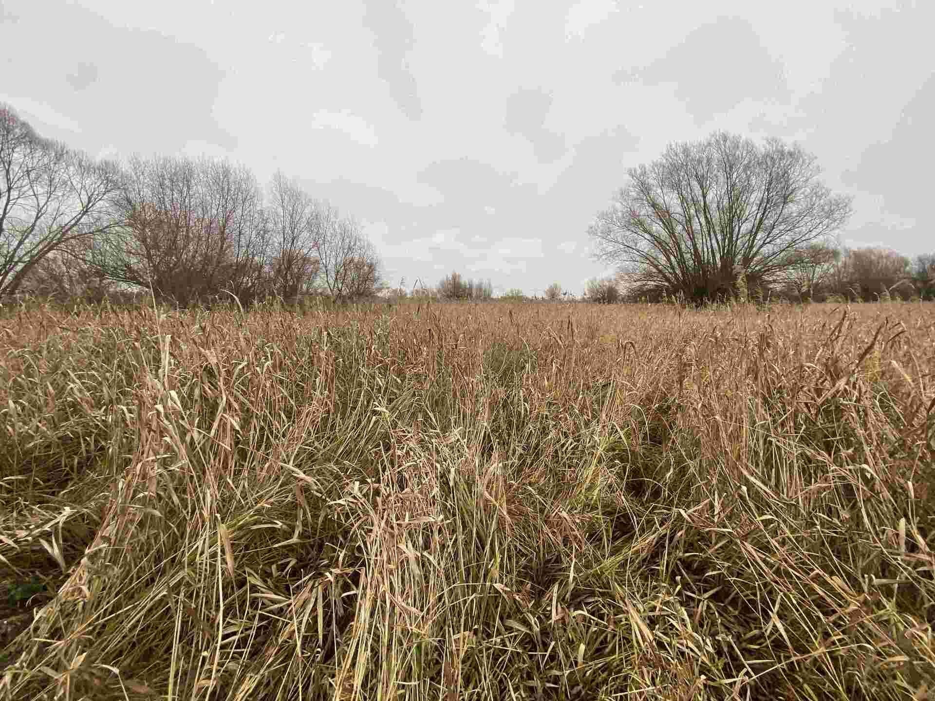 Louka · 4 103 m² · Křenovice - 3