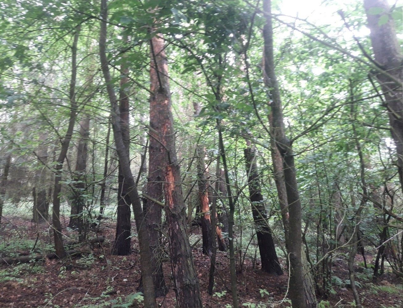 Les · Zduchovice, okres Příbram, Středočeský kraj - 3