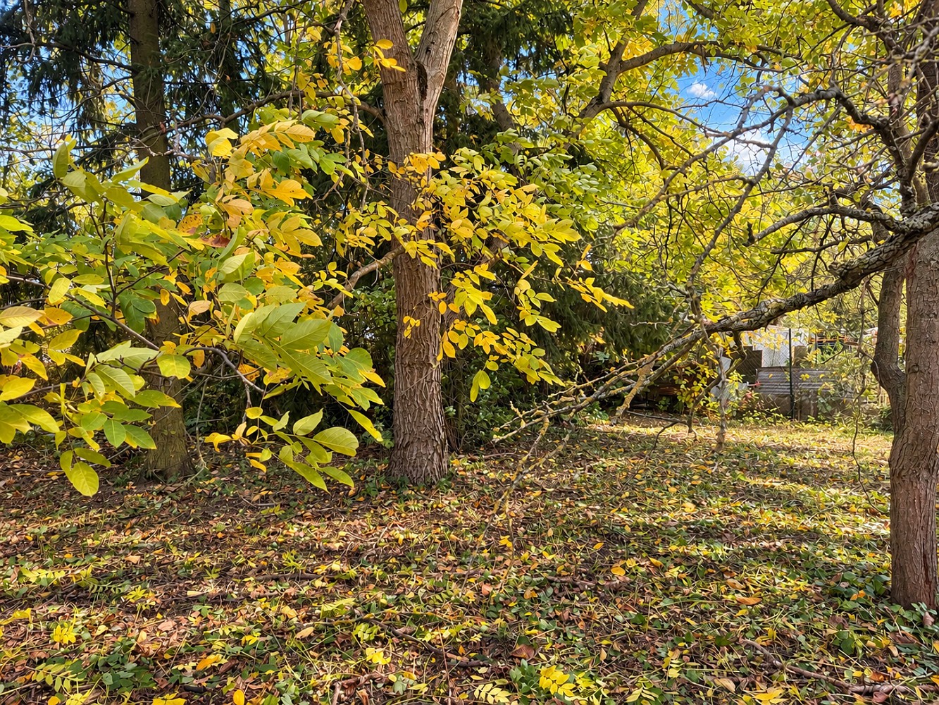 Zahrada · Moravany, okres Pardubice - 2