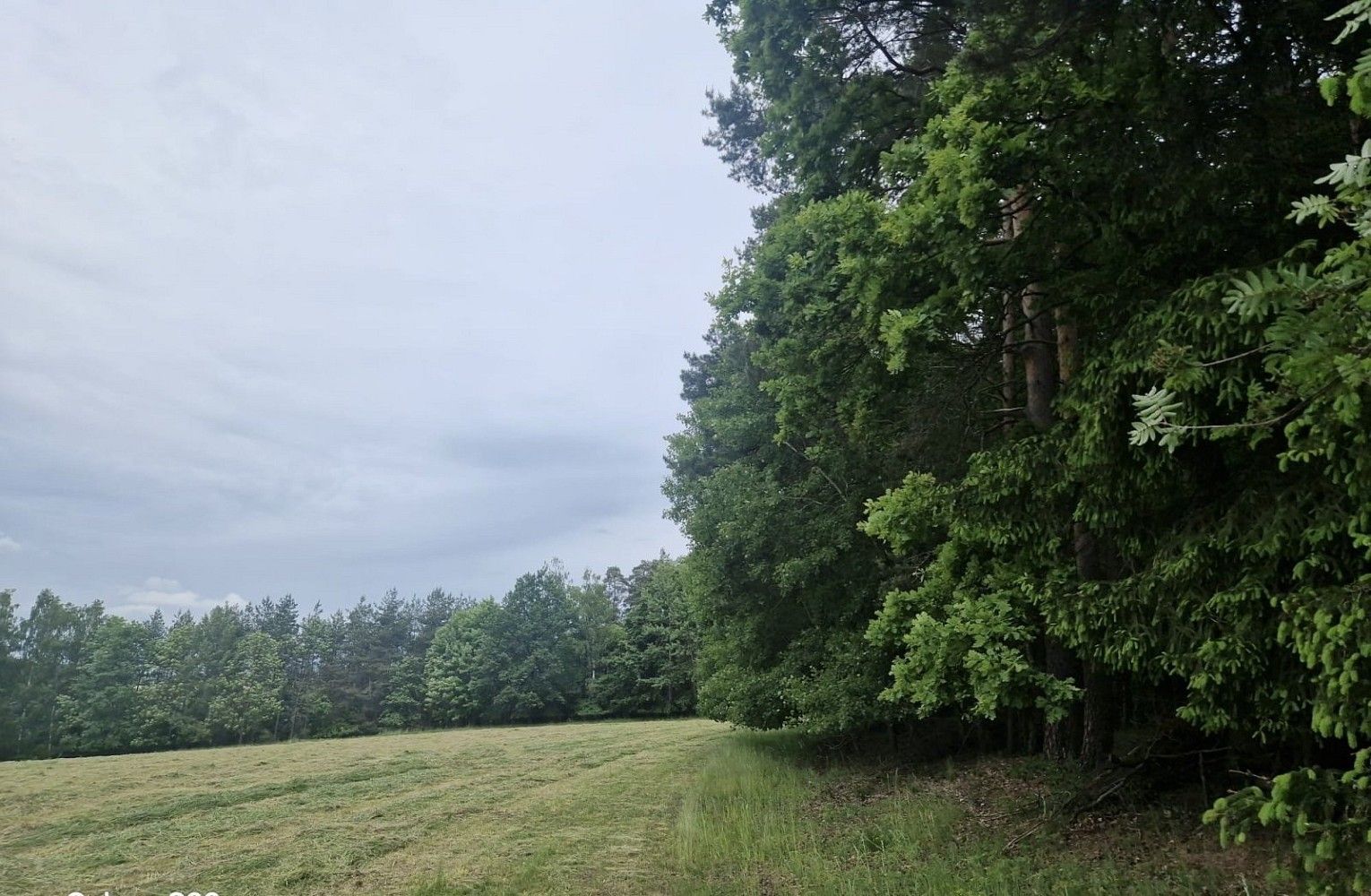 Les · Paceřice, okres Liberec - 3