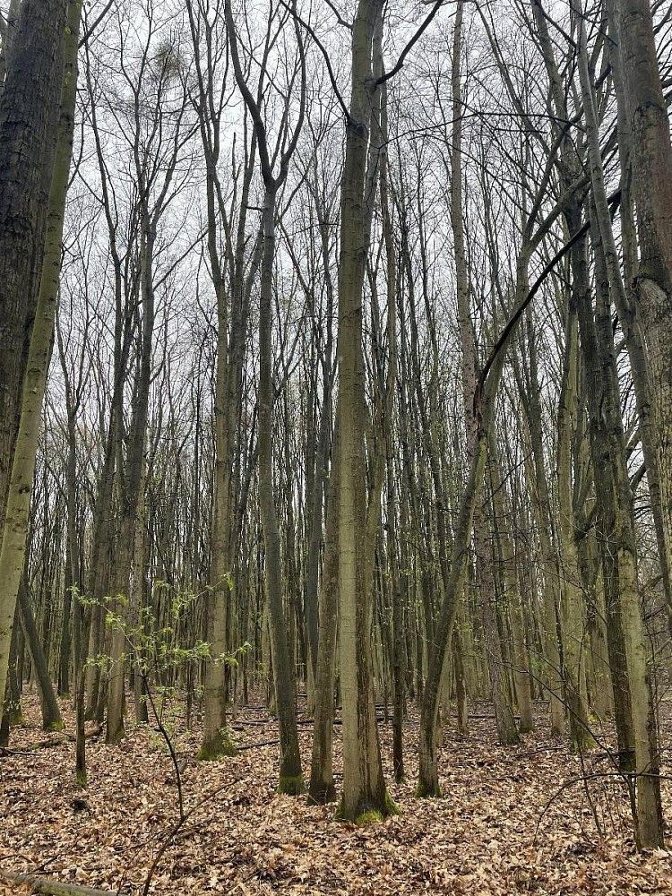 Les · Rybitví - Nýřany, okres Pardubice, Pardubický kraj - 3