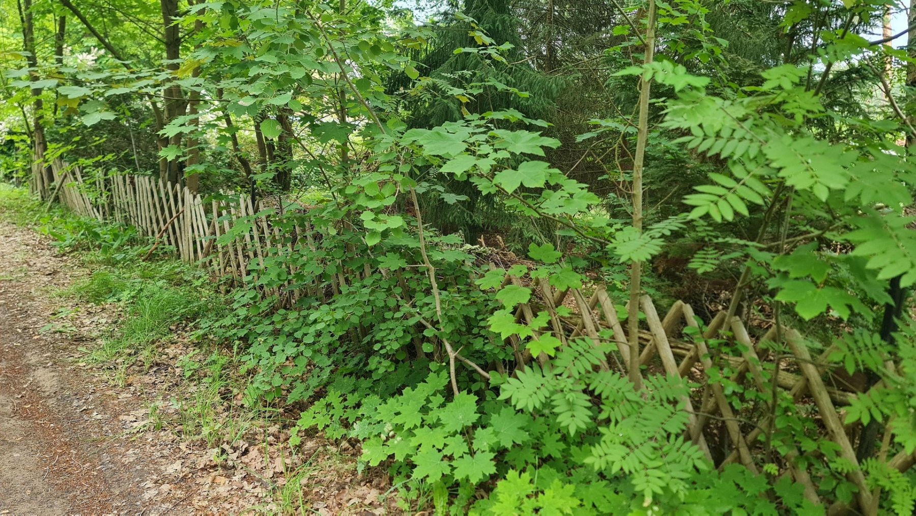 Pozemek pro bydlení · Holunderweg 14, , Braniborsko - 4