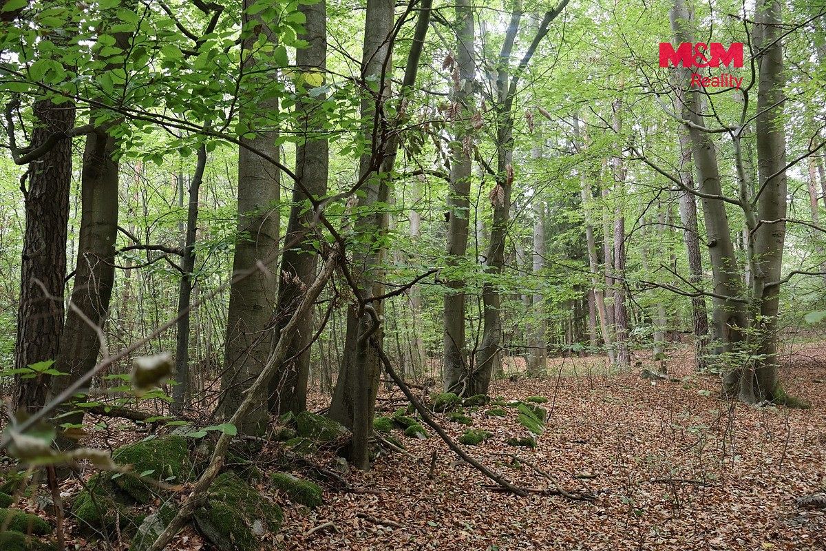 Prodej les - Chanovice - Újezd u Chanovic, okres Klatovy, Plzeňský kraj - 2