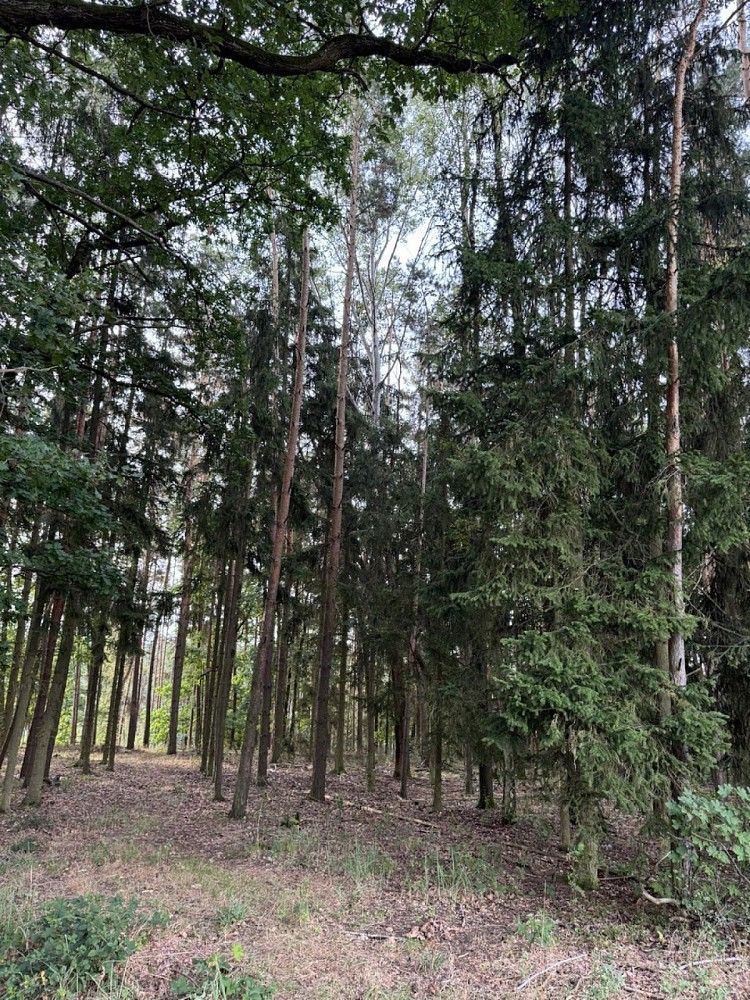 Les · Zruč-Senec - 2