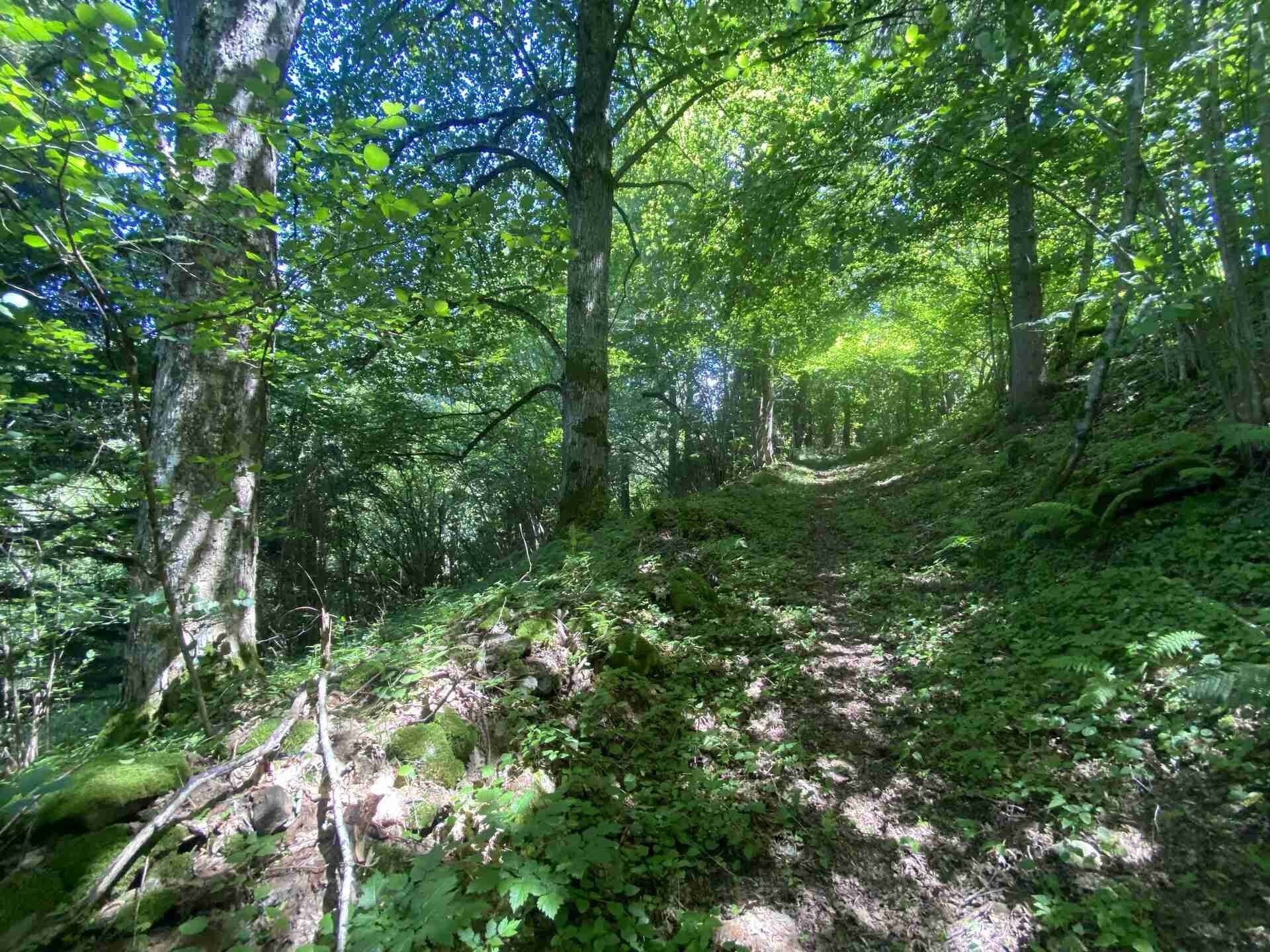 Prodej pozemek - Hartmanice, 3 m²