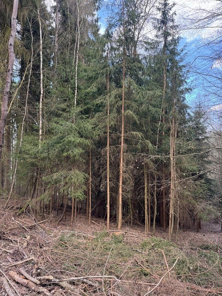 Prodej les - Suchovršice - Druztová - 5