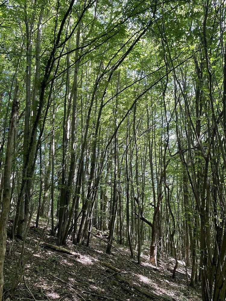 Lesy, Nemojany, okres Vyškov, Jihomoravský kraj - 2