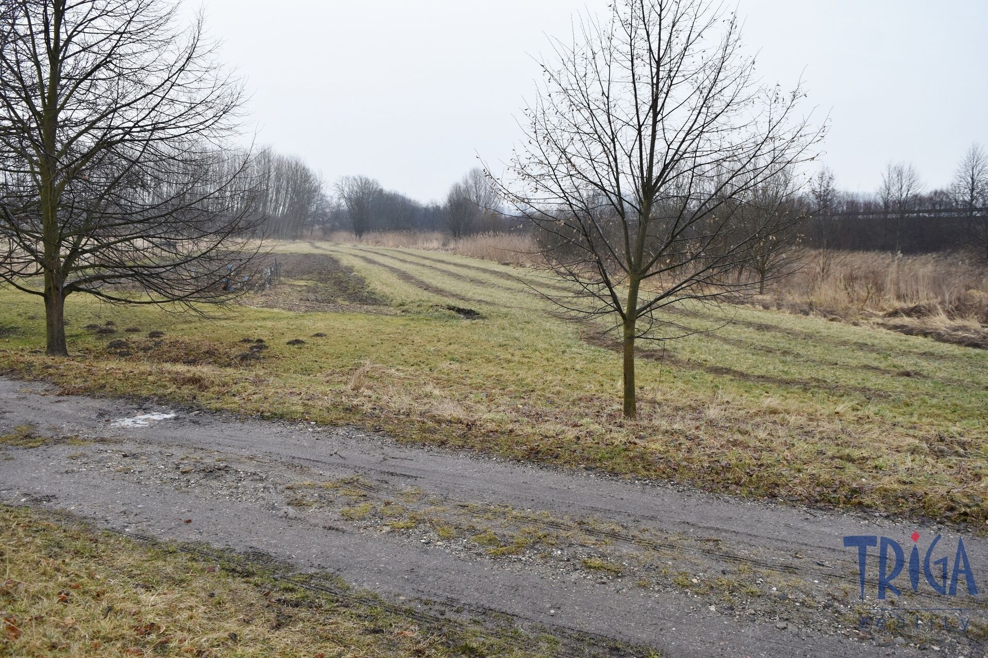 Louka · 1 685 m² · Velký Třebešov - 3