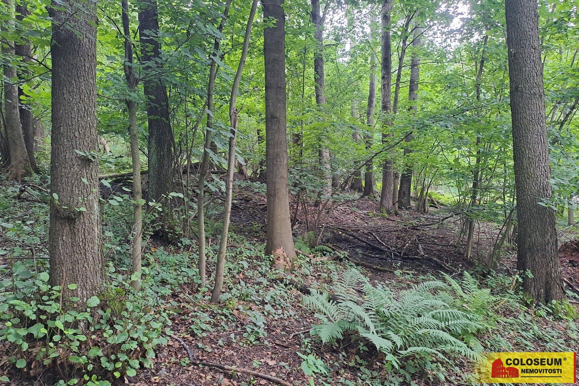 Lesy, Hluboké, Dalečín